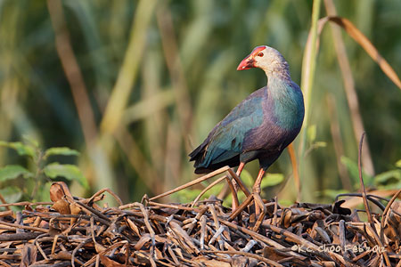 Purple Swamphen