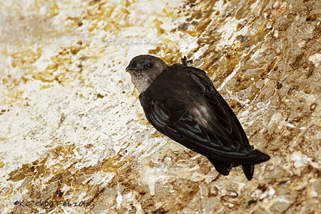 Germains Swiftlet