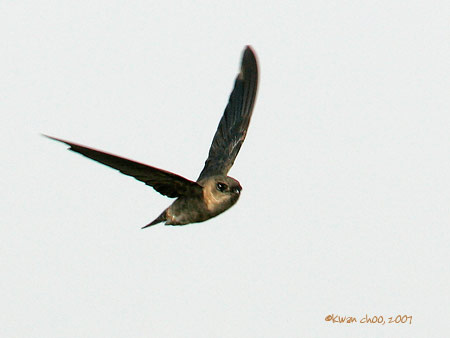 Germains Swiftlet
