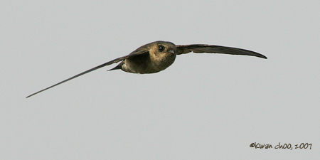 Germains Swiftlet