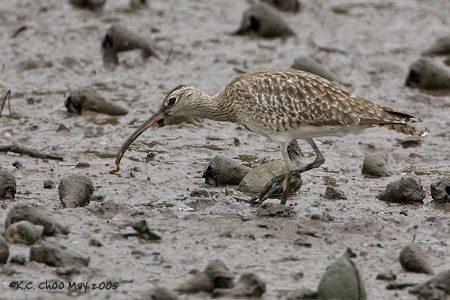 Temminck's Stint