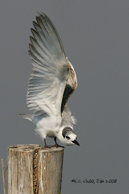 Whiskered Tern