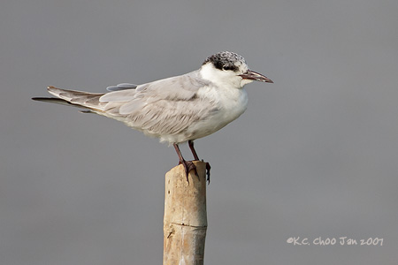 Whiskered Tern