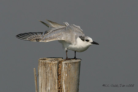 Whiskered Tern