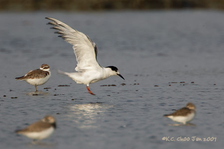 Whiskered Tern