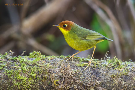 Green-tailed Tesia