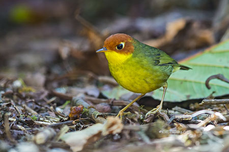 Green-tailed Tesia