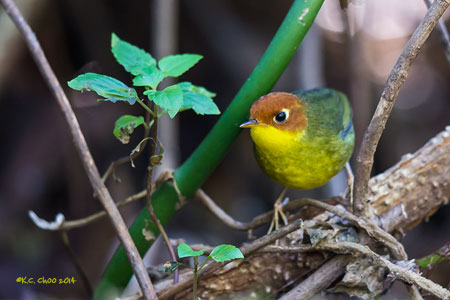 Green-tailed Tesia
