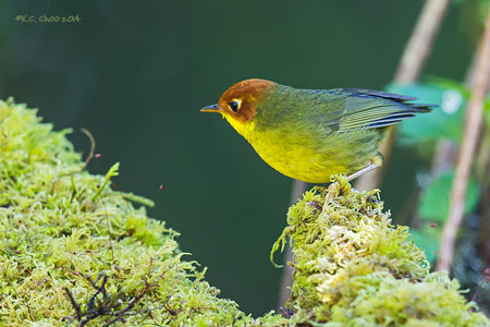 Green-tailed Tesia