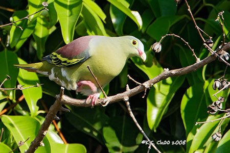 Thick-billed Pigeon