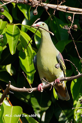 Thick-billed Pigeon