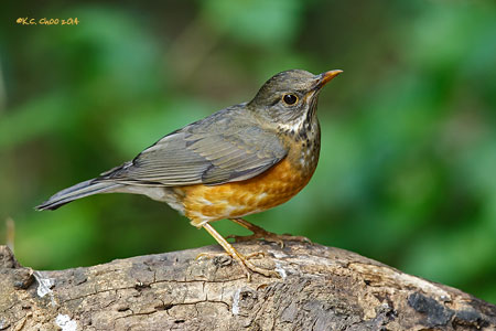 Black-breasted Thrush