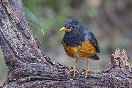 Black-breasted Thrush