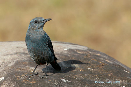 Blue Rock Thrush
