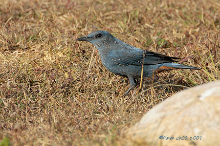 Blue Rock Thrush