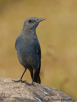 Blue Rock Thrush