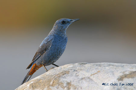 Blue Rock Thrush