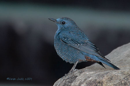Blue Rock Thrush