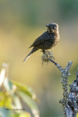 Chestnut-bellied Rock Thrush