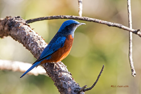 Chestnut-bellied Rock Thrush