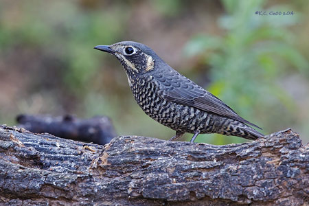 Chestnut-bellied Rock Thrush