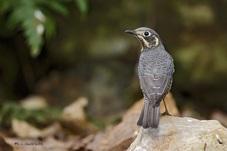 Chestnut-bellied Rock Thrush