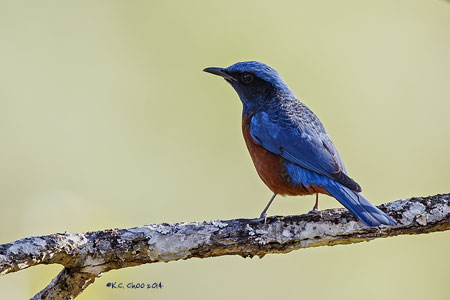Chestnut-bellied Rock Thrush