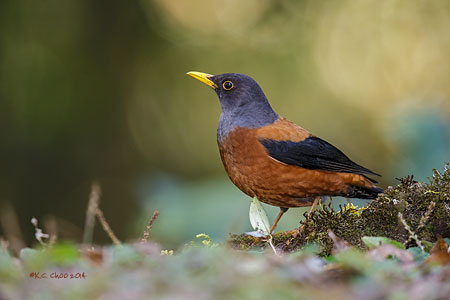 Chestnut Thrush