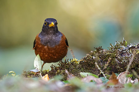 Chestnut Thrush