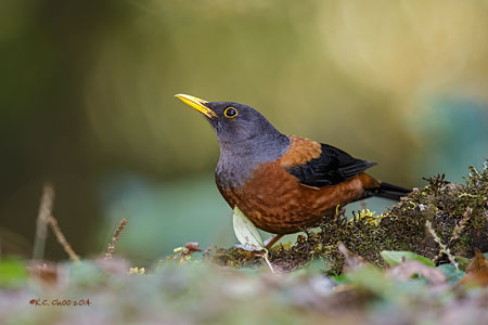 Chestnut Thrush