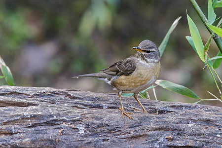 Eye-browed Thrush