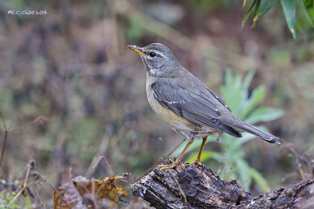 Eye-browed Thrush
