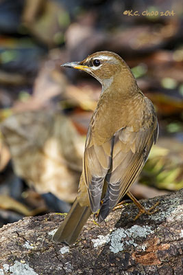 Grey-sided Thrush