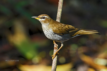 Grey-sided Thrush
