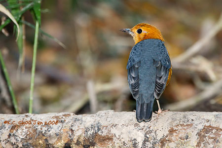 Orange-headed Thrush