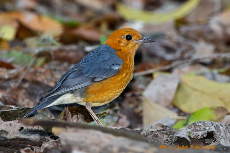 Orange-headed Thrush