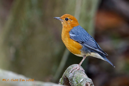 Orange-headed Thrush