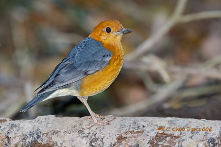Orange-headed Thrush