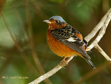 White-throated Rock Thrush