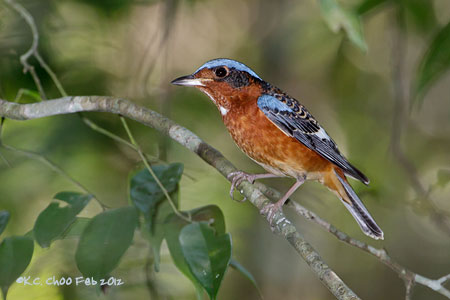 White-throated Rock Thrush