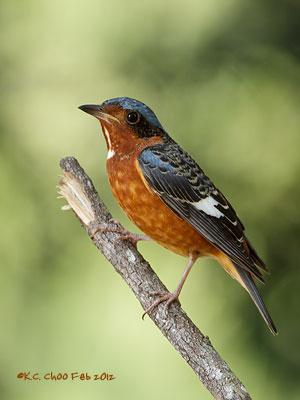 White-throated Rock Thrush