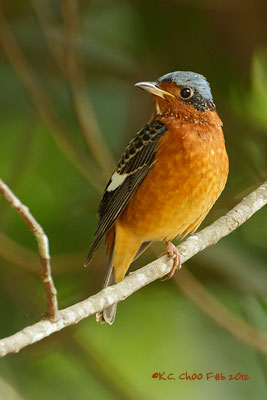 White-throated Rock Thrush