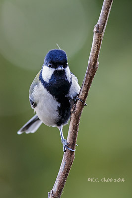 Cinerous Tit