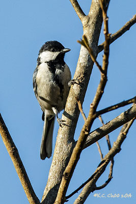Cinerous Tit