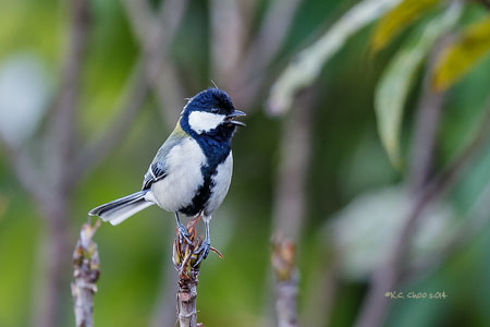 Cinerous Tit