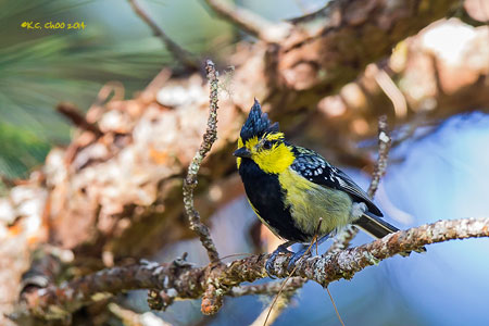 Yellow-cheeked Tit