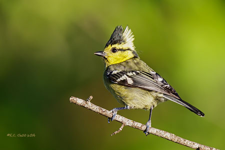 Yellow-cheeked Tit