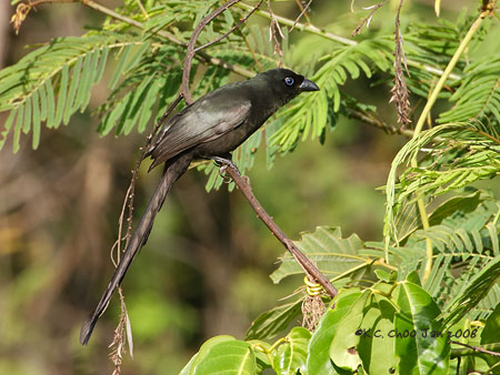 Rachet-tailed Treepie