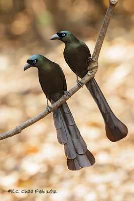 Racket-tailed Treepie