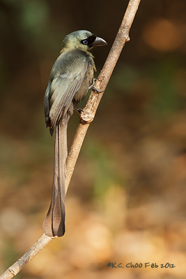 Racket-tailed Treepie